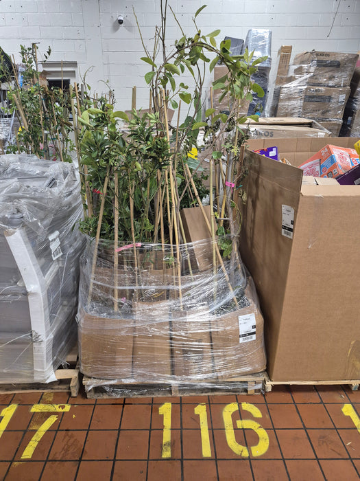 116: Plants/Trees PL000MC0
