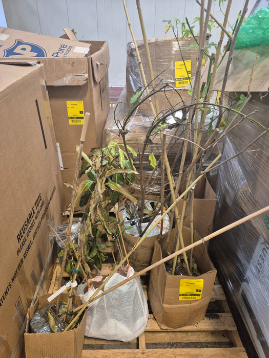 058: Plants/Trees PL000VPC