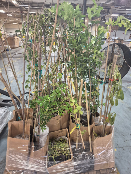 305: Plants/Trees PL000RZM