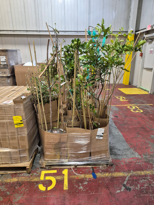 051: Plants/Trees PL000MFD