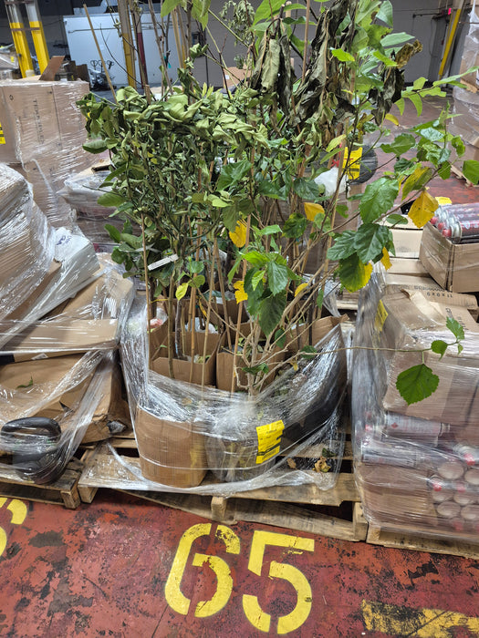 065: Plants/Trees PL000SW8