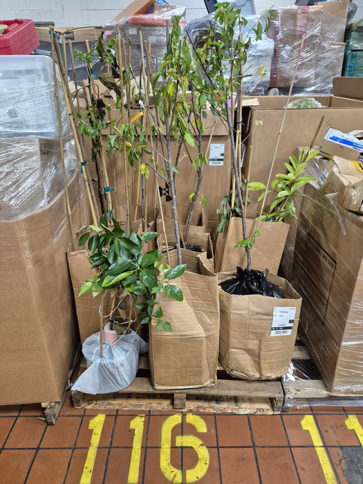 116: GM>plants>trees PL000JWZ
