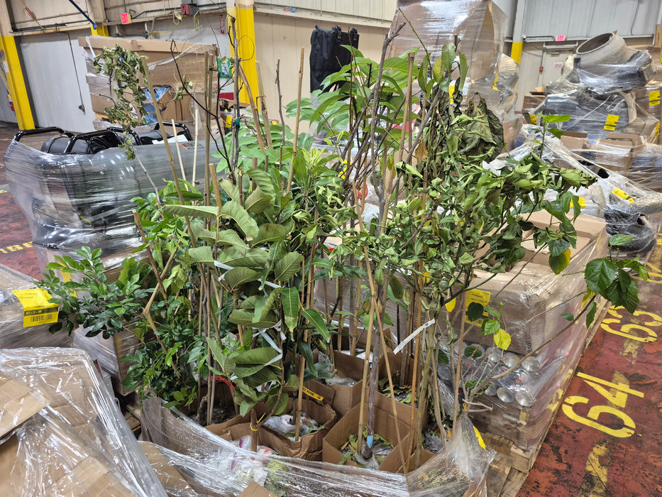 065: Plants/Trees PL000SW8