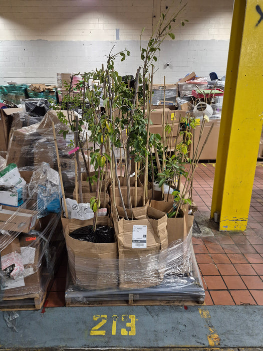 213: Plants/trees PL000K2V