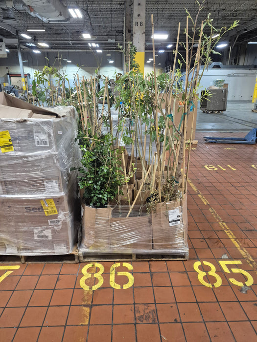 086: Plants/Trees PL000MZ0