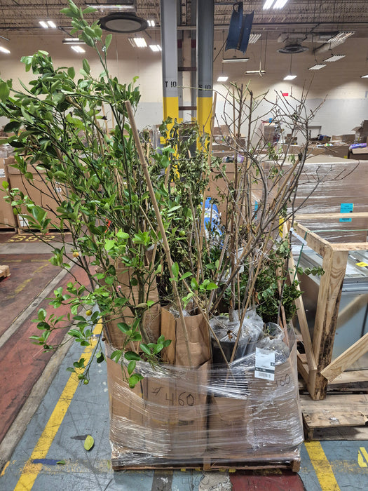 460: Plants/Trees PL000PQE