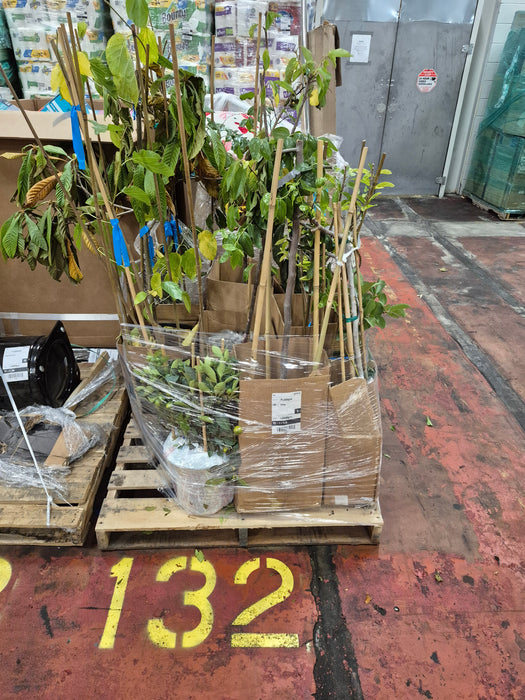 132: Plants PL000GUX