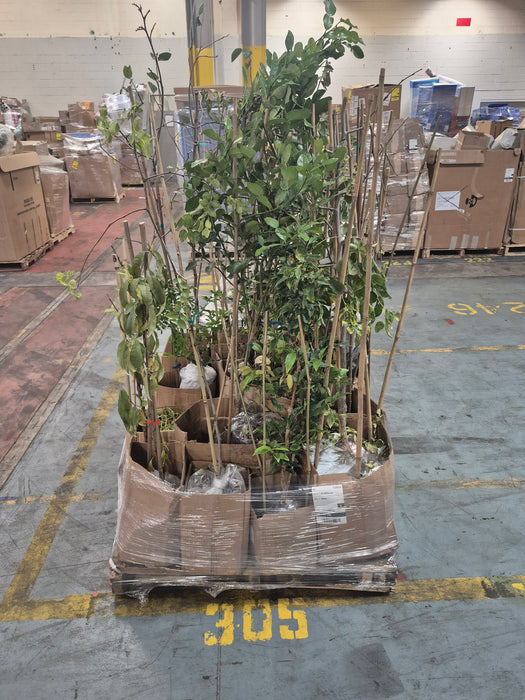 305: Plants/Trees PL000RZM